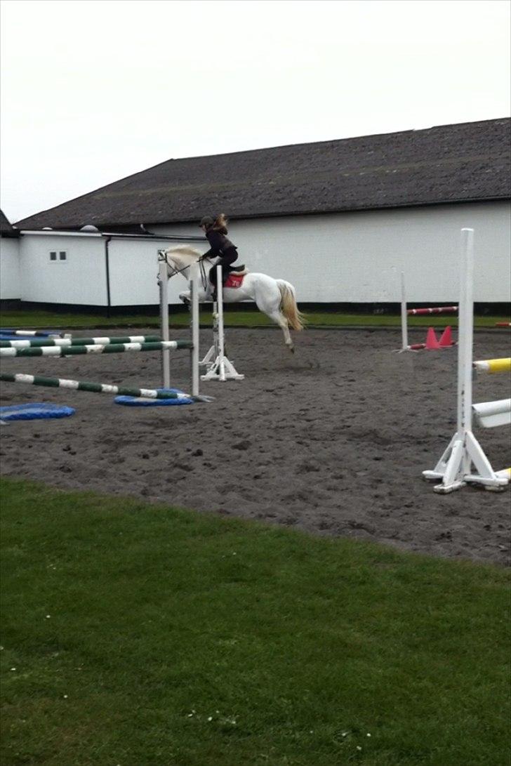 Irsk Sportspony Levi 501 ( Tidl. Hest) - Træning 105 cm.  billede 8