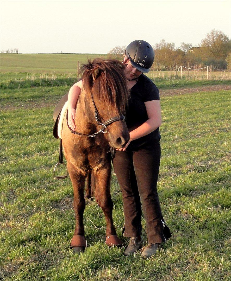Islænder Reykur fra Valhalla billede 16
