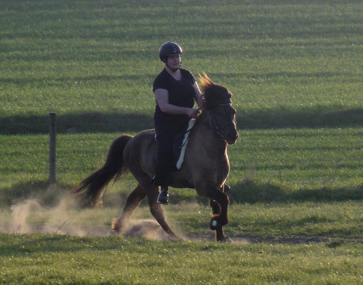 Islænder Reykur fra Valhalla billede 17