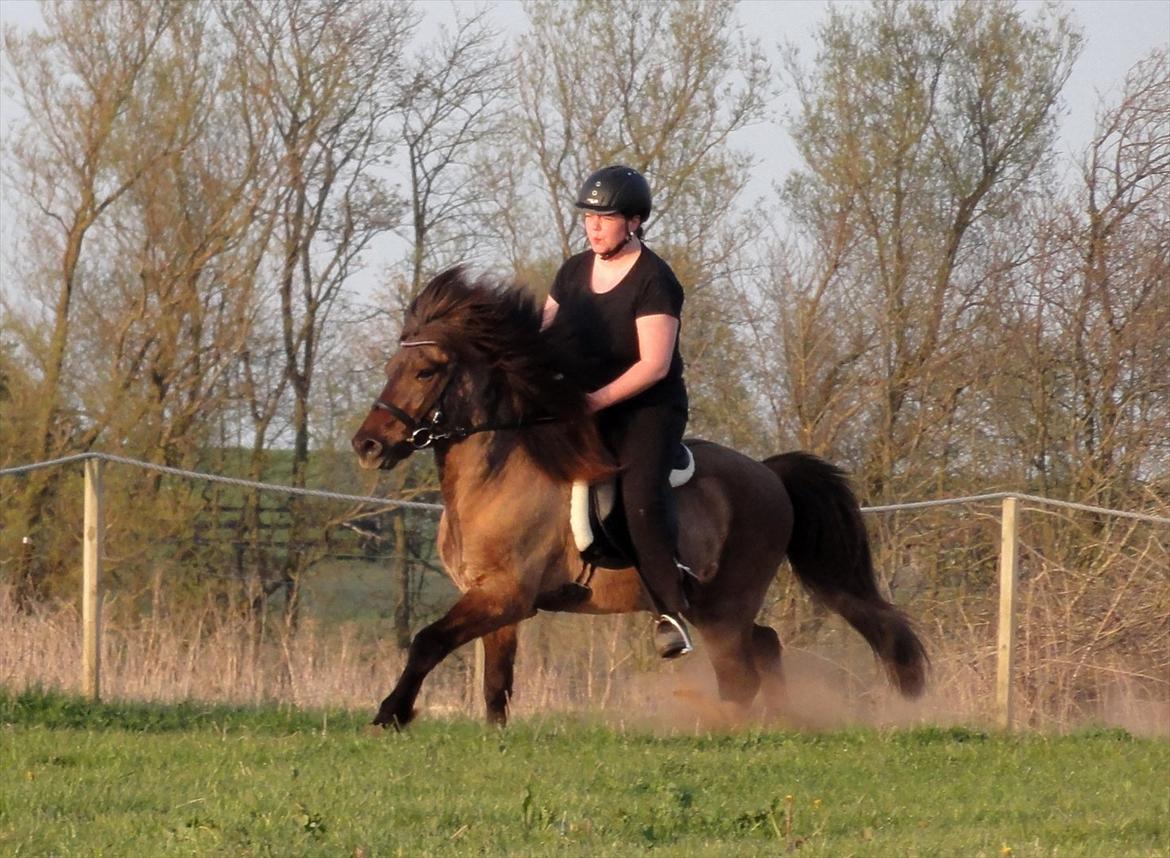 Islænder Reykur fra Valhalla billede 18