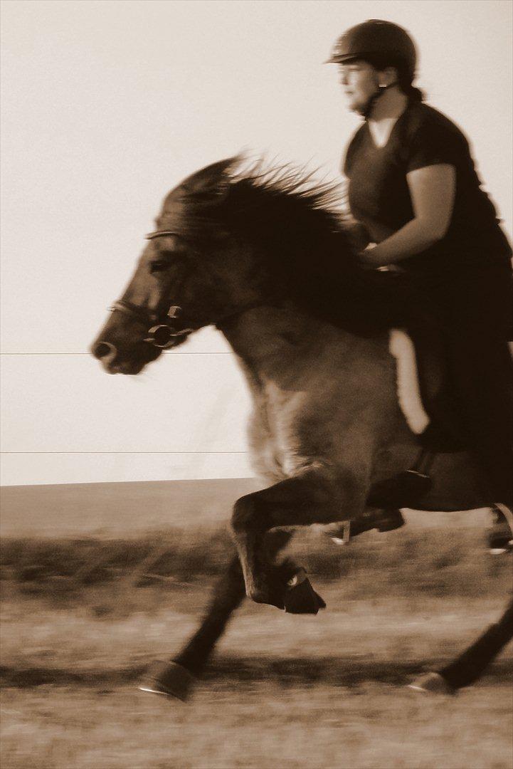 Islænder Reykur fra Valhalla billede 19