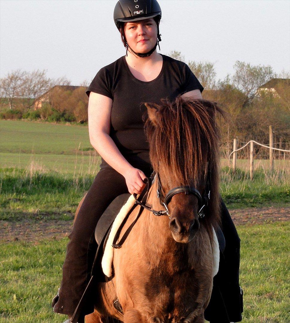 Islænder Reykur fra Valhalla billede 20