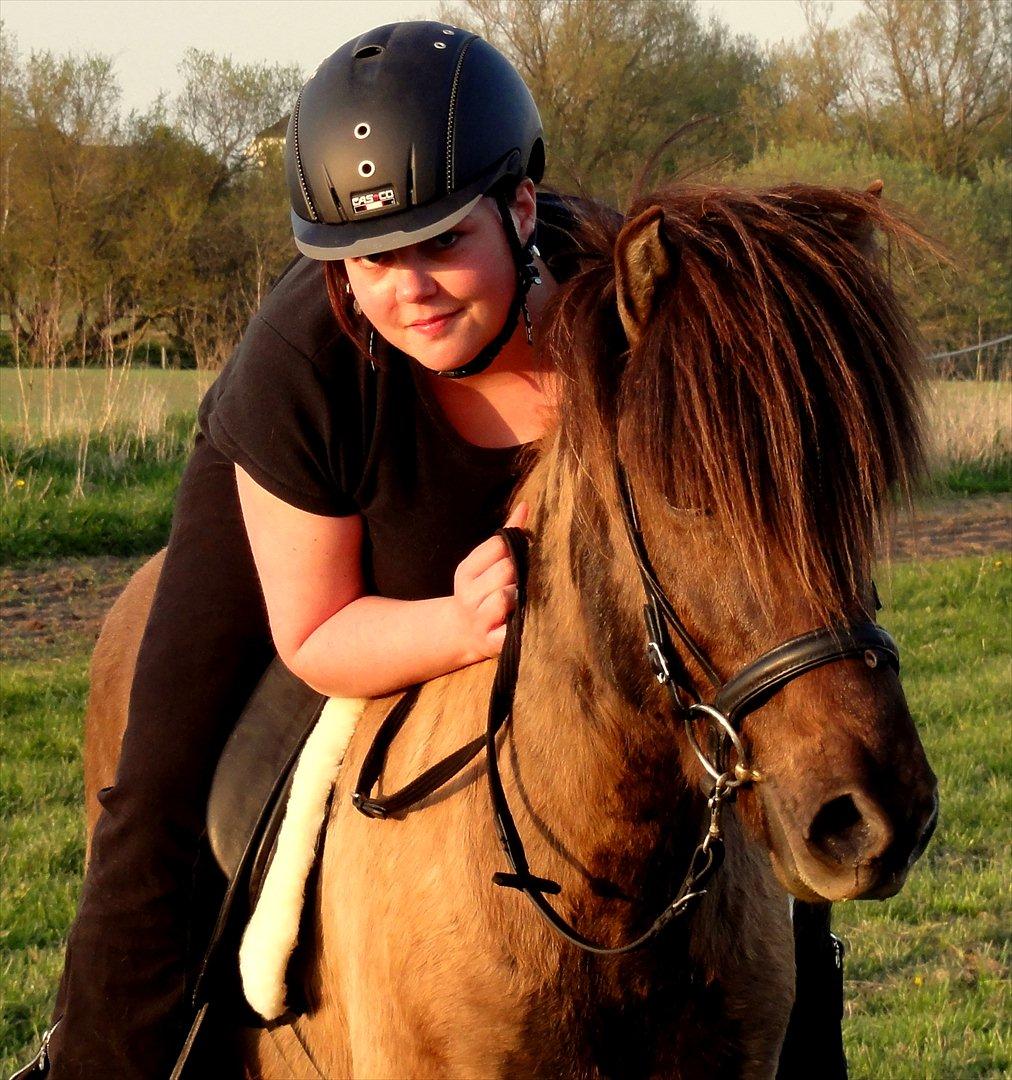 Islænder Reykur fra Valhalla - Jordens dejligste hest! billede 1