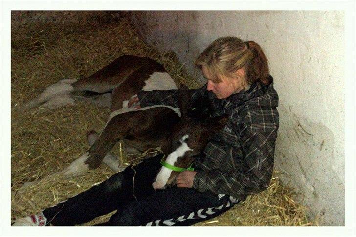 Pinto Rubins Dimarni billede 7