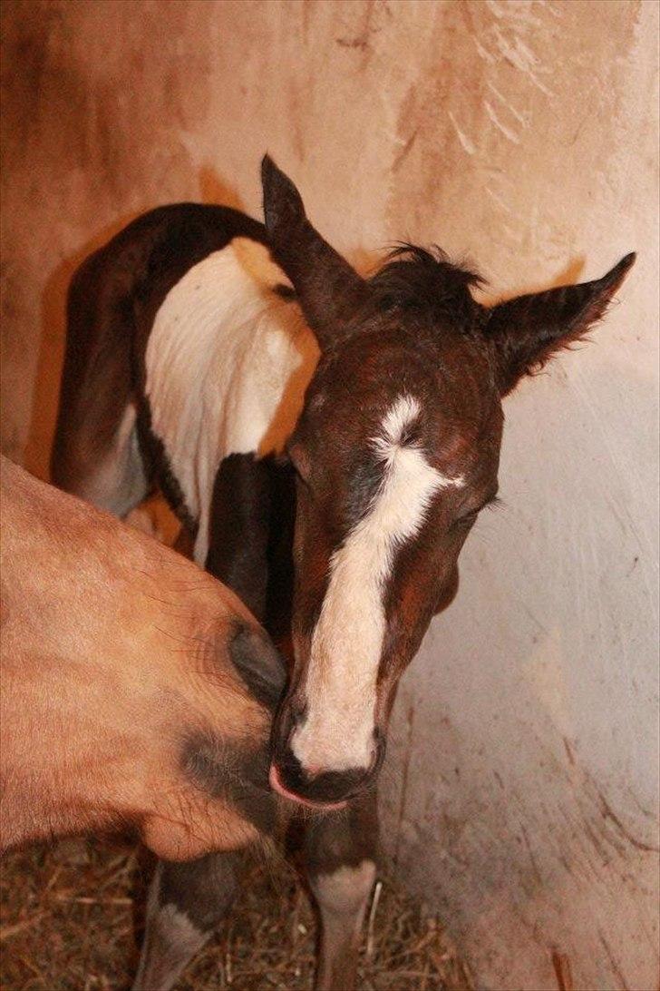 Pinto Rubins Dimarni billede 8