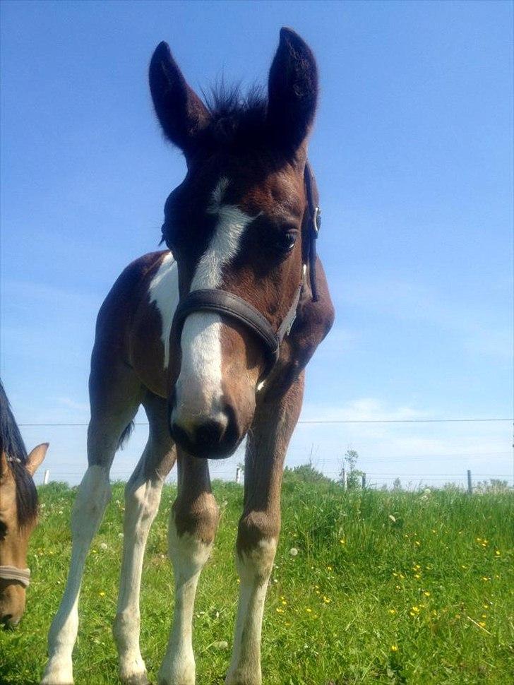 Pinto Rubins Dimarni billede 2