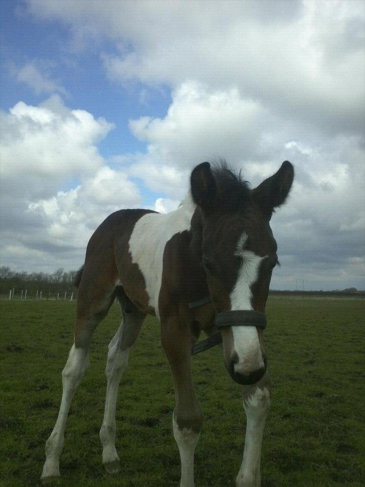 Pinto Rubins Dimarni billede 9