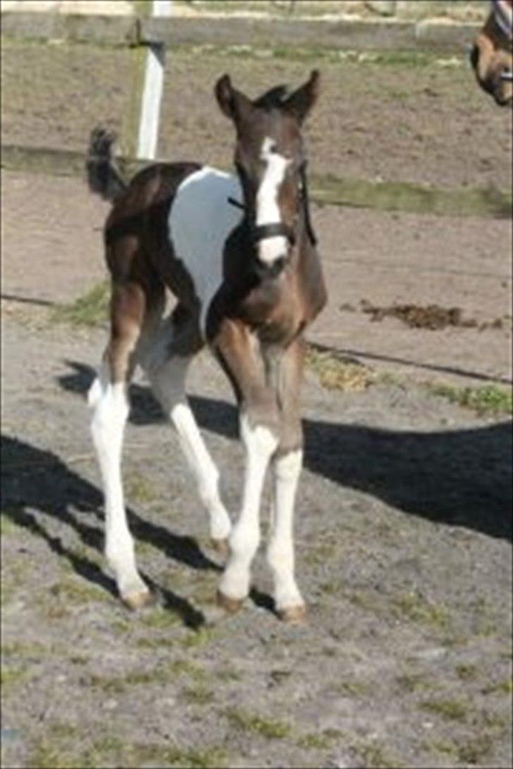 Pinto Rubins Dimarni billede 13