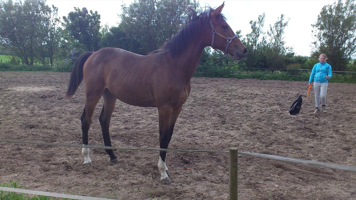 Dansk Varmblod Best Choices * My Soulmate* - Efter 3 måneder, med rigtigt foder, vitaminer, motion og hygge. billede 9
