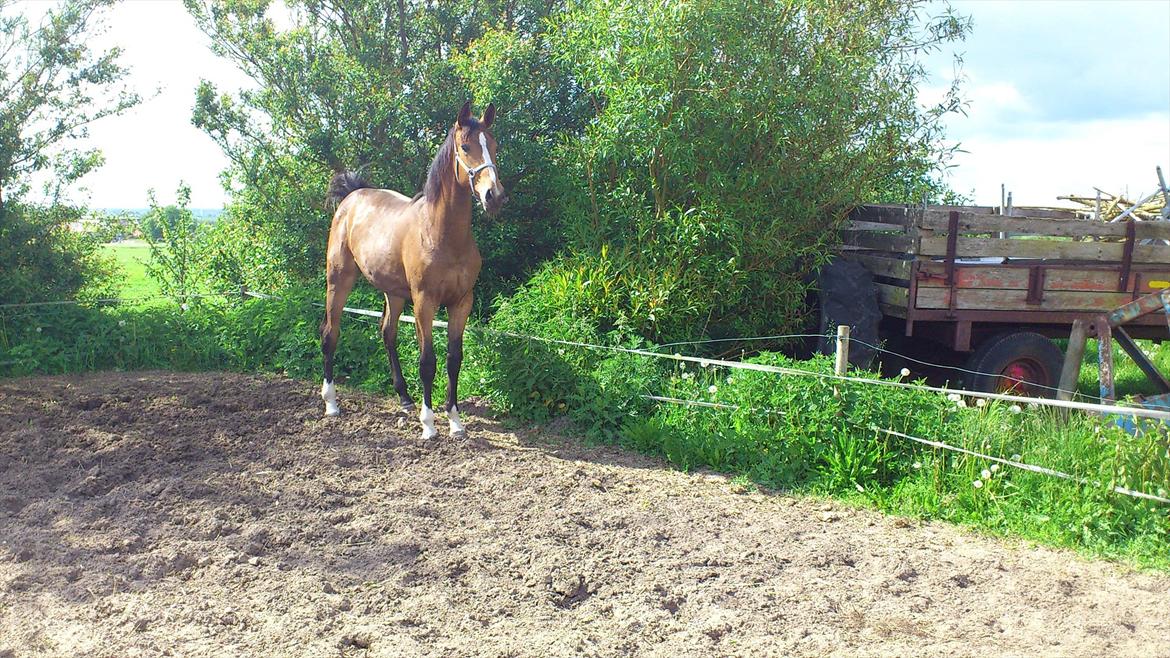 Dansk Varmblod Best Choices * My Soulmate* - *: Some love one,
Some love two,
I love one and
it is you! billede 11