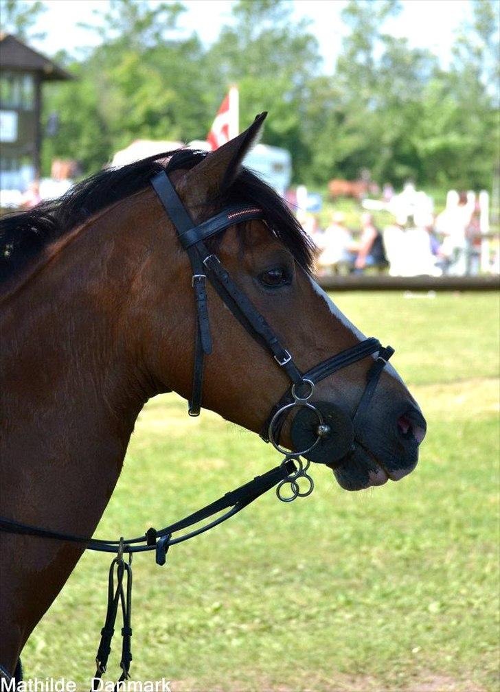 Belgisk Sportspony * Donna Van Stevenshof * - smukke smukke smukke <3 <3 <3 
i Søndertoft efter en 0 runde og vandt klassen :) min lille stjerne billede 2
