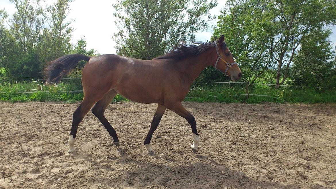 Dansk Varmblod Best Choices * My Soulmate* billede 12