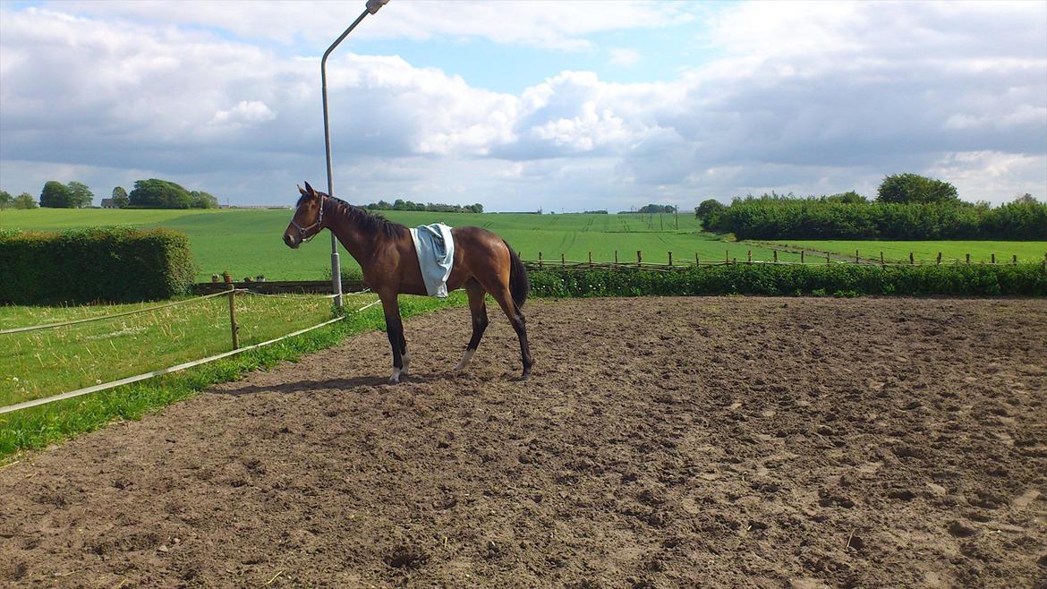 Dansk Varmblod Best Choices * My Soulmate* - Smed lige et tæppe op på hende, hun snusede til det og var så ligeglad(: billede 13