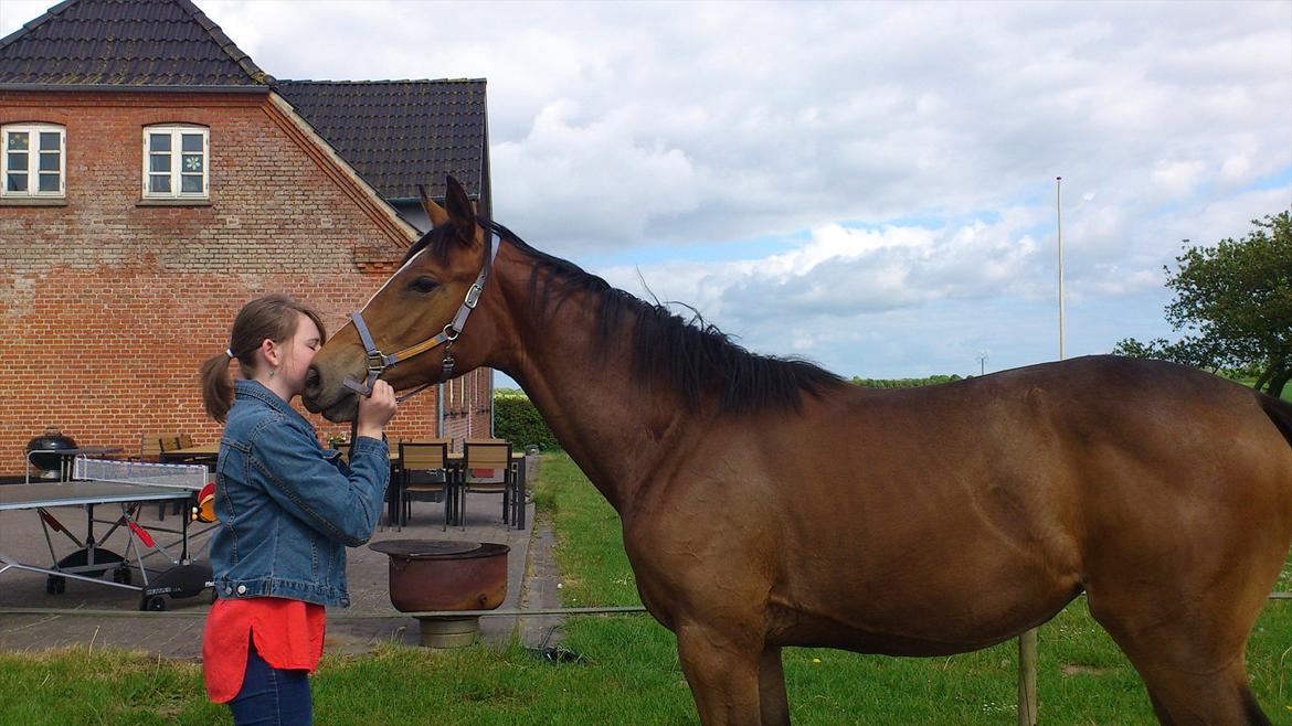 Dansk Varmblod Best Choices * My Soulmate* - MYS<3 billede 15