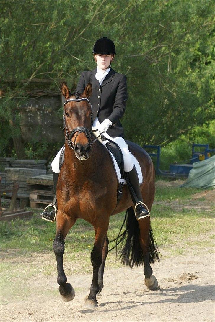 Dansk Varmblod Hot Chanel P. - Hottentotten til sit første stævne :) billede 2