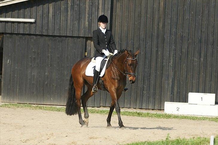 Dansk Varmblod Hot Chanel P. - Hottentotten til sit første stævne :) billede 11