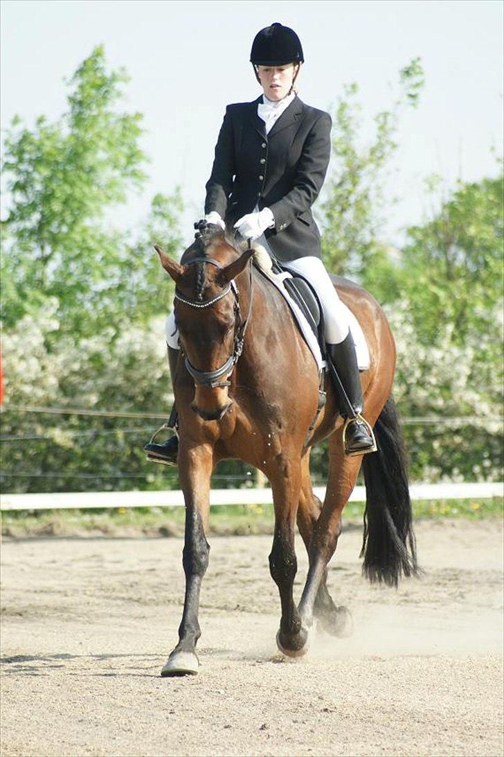 Dansk Varmblod Hot Chanel P. - Hottentotten til sit første stævne :) billede 5