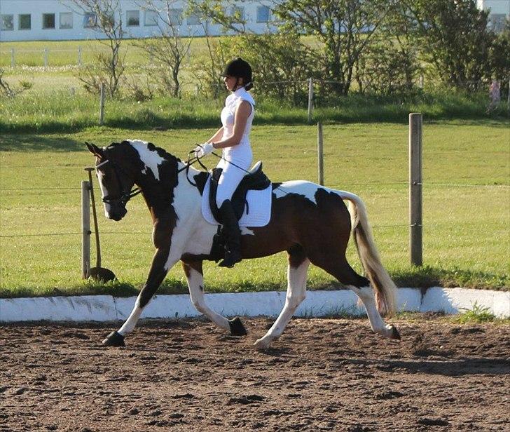 Dansk Varmblod Hedens Pacifique - Opvarmning til Løgstør C-stævne d.28/5-2012 billede 8
