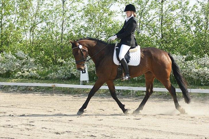 Dansk Varmblod Hot Chanel P. - Hottentotten til sit første stævne :) billede 4