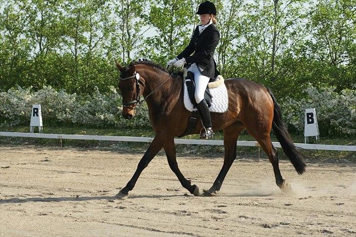 Dansk Varmblod Hot Chanel P. - Hottentotten til sit første stævne :) billede 3