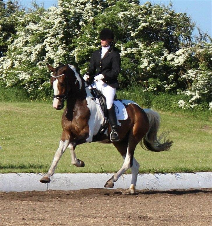 Dansk Varmblod Hedens Pacifique - Øget galop i 4 års gangartsbedømmelse i Løgstør..
Du er dygtig bølle :) billede 6