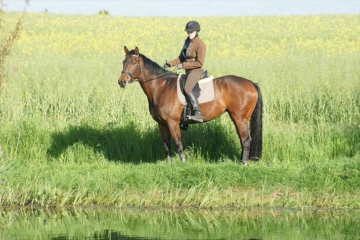 Dansk Varmblod Hot Chanel P. - Hot hjemme ved søen. som 4 års billede 12