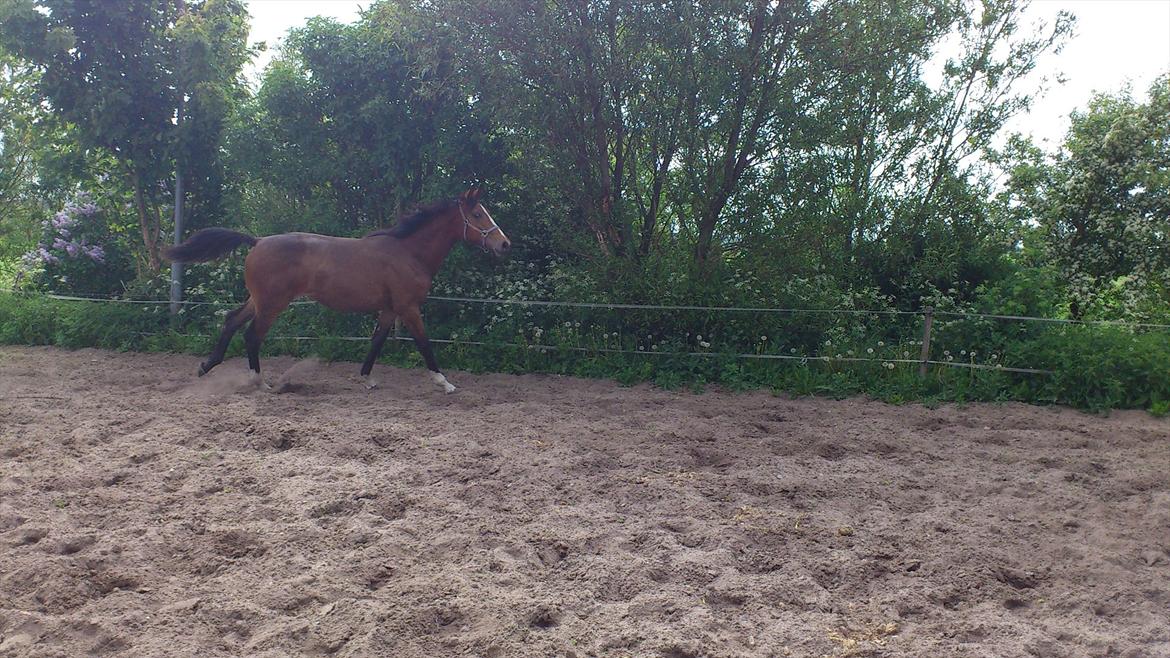 Dansk Varmblod Best Choices * My Soulmate* billede 18