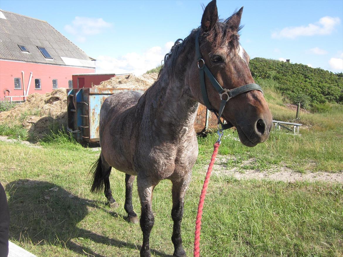 Anden særlig race Hara min lille skat R.I.P - Fotograf: Mig billede 15