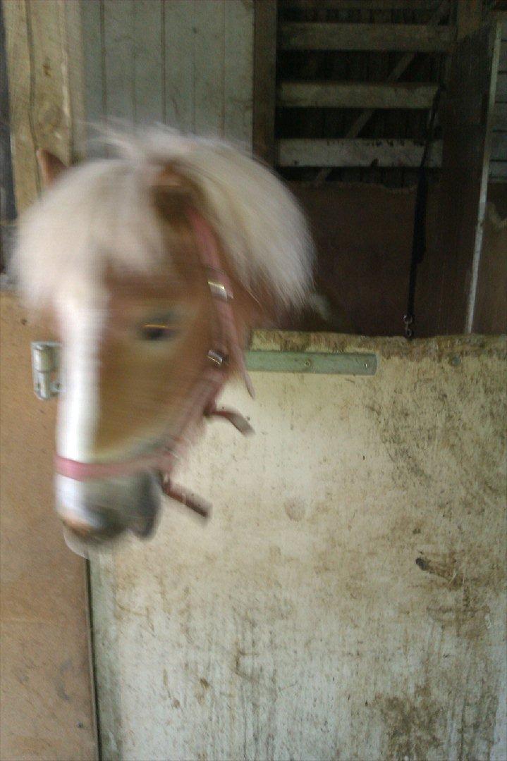 Shetlænder Flicka - Flicka-tøsen har fundet ud af hvordan man kan sige hej til de andre.. : træder op på en lille bjælke på døren. VUPTI!:D

(sorry at det er lidt sløret med hendes hoved, men hun ville ikk stå stille! xD) billede 14