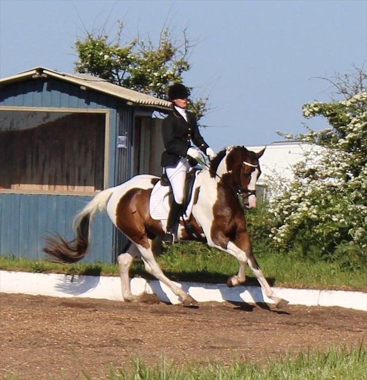 Dansk Varmblod Hedens Pacifique - 28/5-2012 billede 9