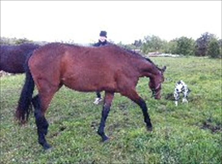 Dansk Varmblod Danglo TopSolo billede 1