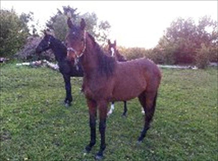 Dansk Varmblod Danglo TopSolo billede 2