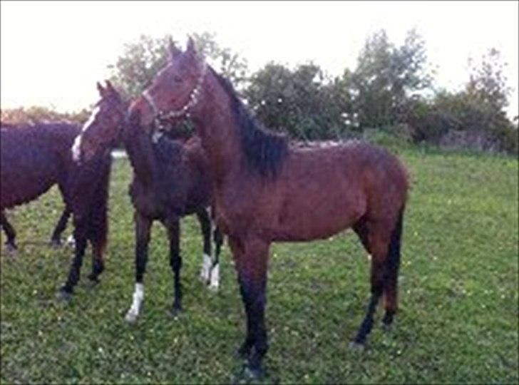 Dansk Varmblod Danglo TopSolo billede 3