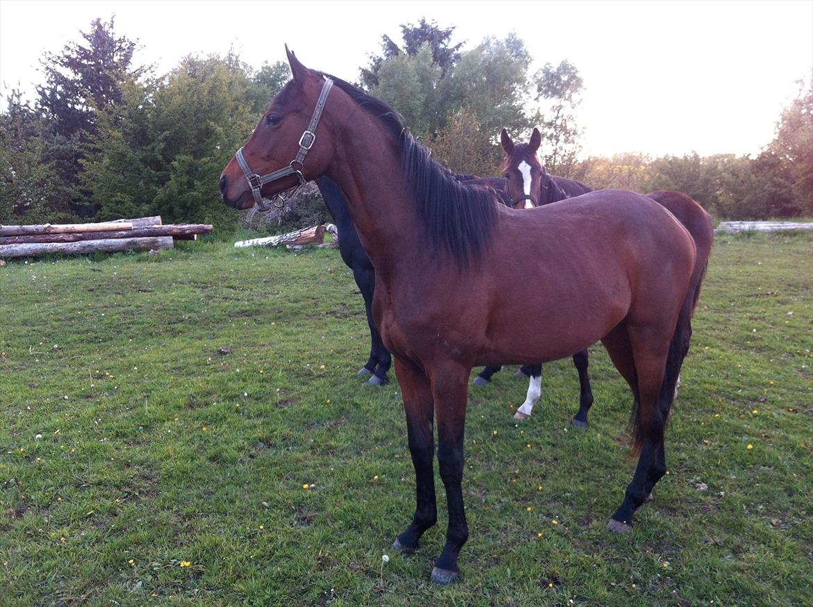 Dansk Varmblod Danglo TopSolo billede 5