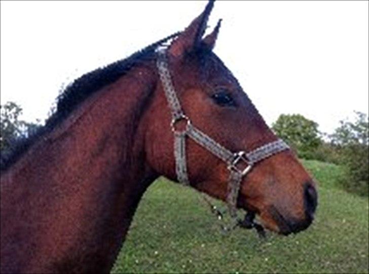 Dansk Varmblod Danglo TopSolo billede 6