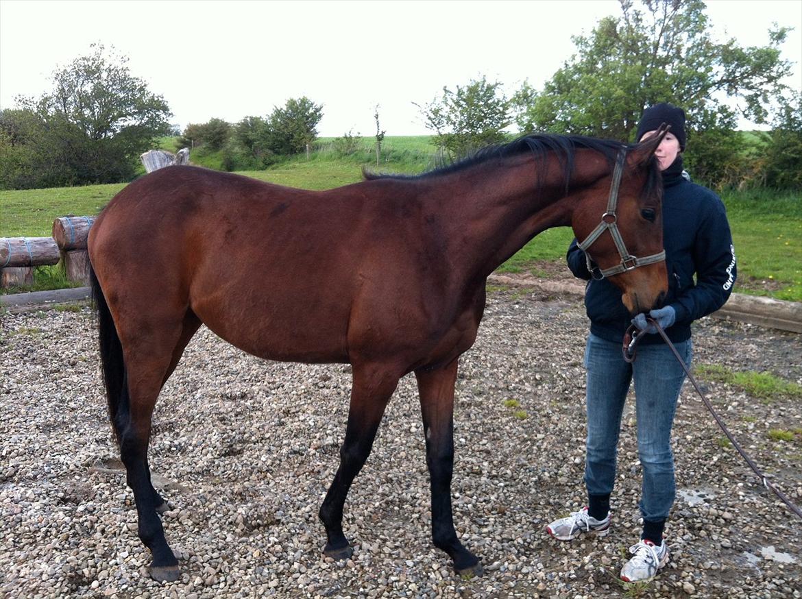 Dansk Varmblod Danglo TopSolo billede 7