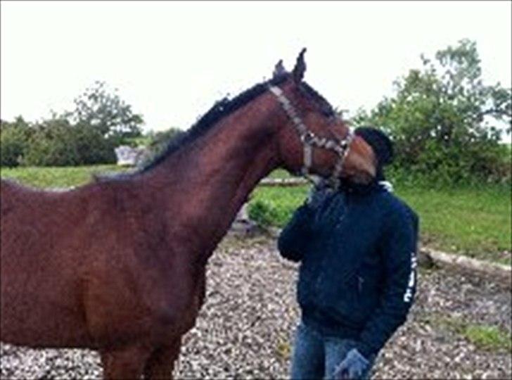 Dansk Varmblod Danglo TopSolo billede 8