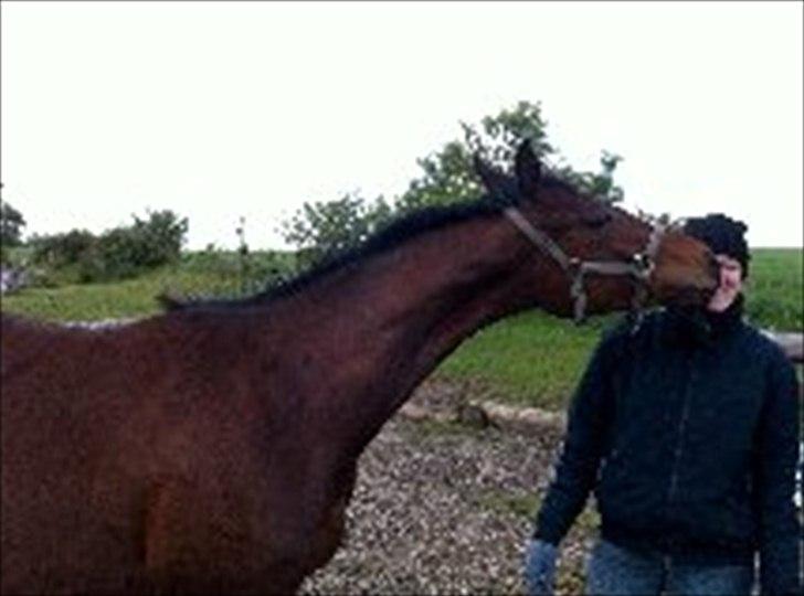 Dansk Varmblod Danglo TopSolo billede 9