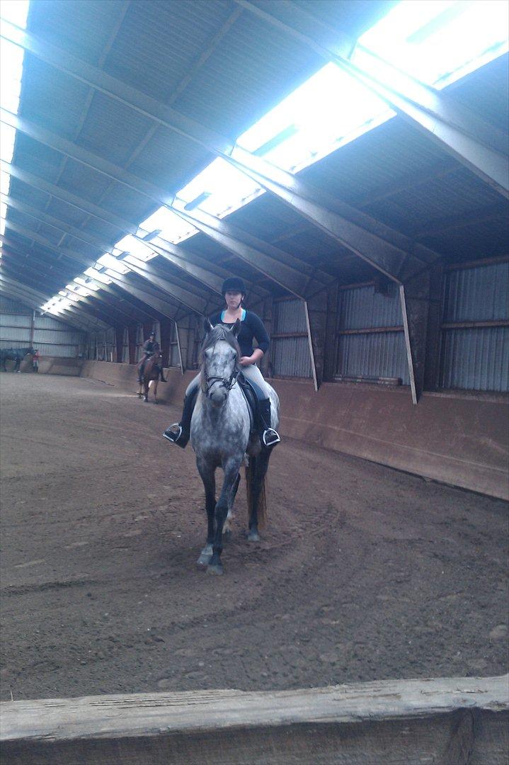 Anden særlig race Stald Magnas Momo Zon - Smukke Momo Zon på sin 4 årig fødselsdag :) billede 18