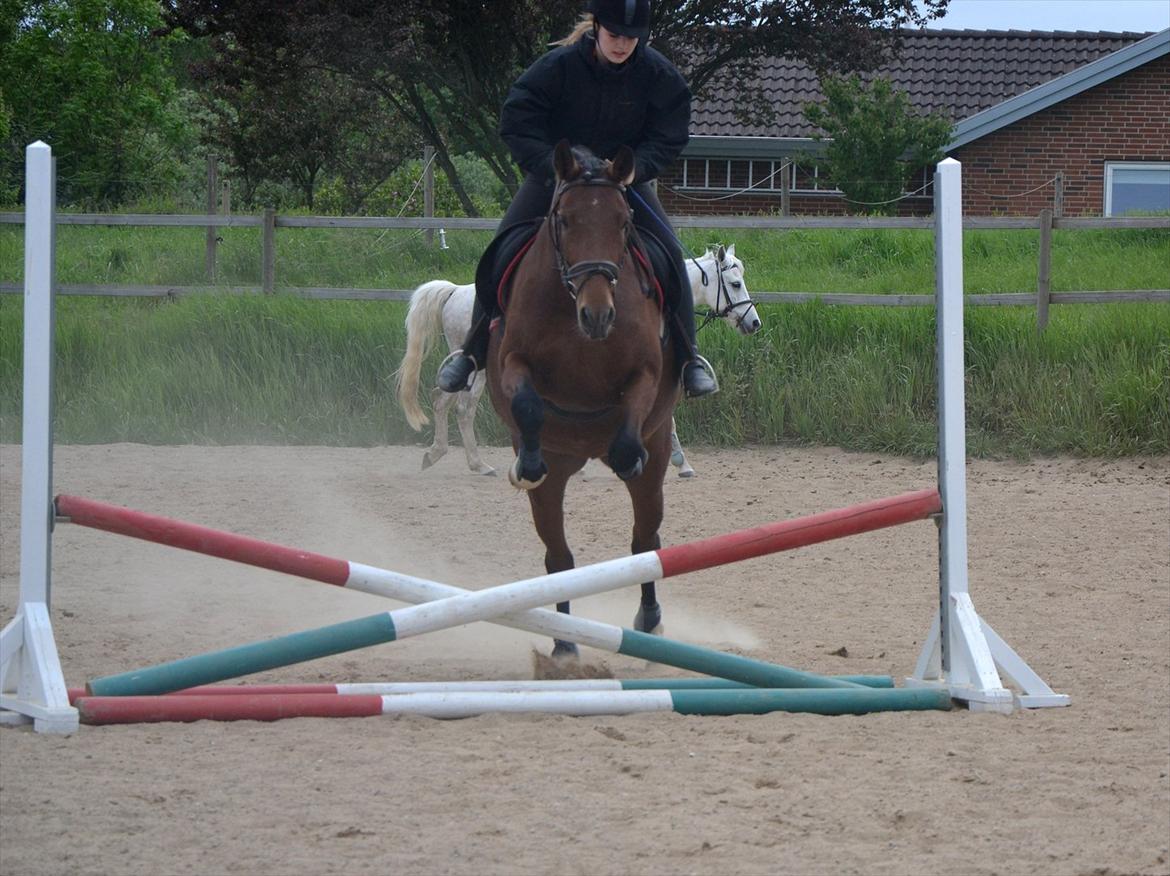 Anden særlig race TASJA - Springtræning d. 30 maj 2012. :-I  billede 7