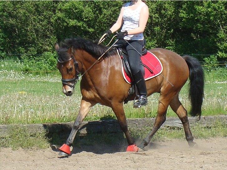 Anden særlig race Daugaards Casio - Juni 2012 billede 2