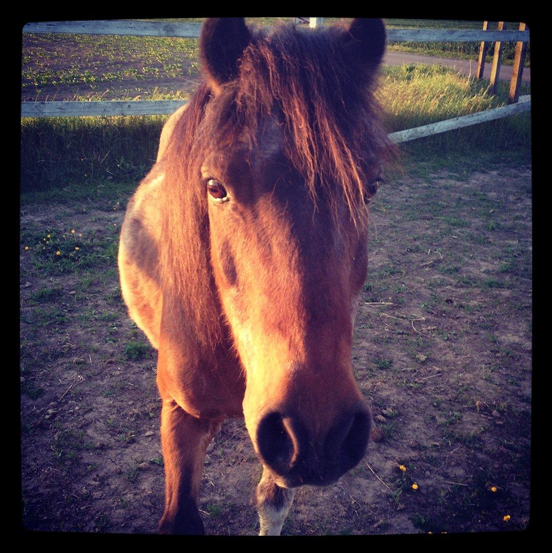 Pinto klaus - han er så¨sød <3 billede 1