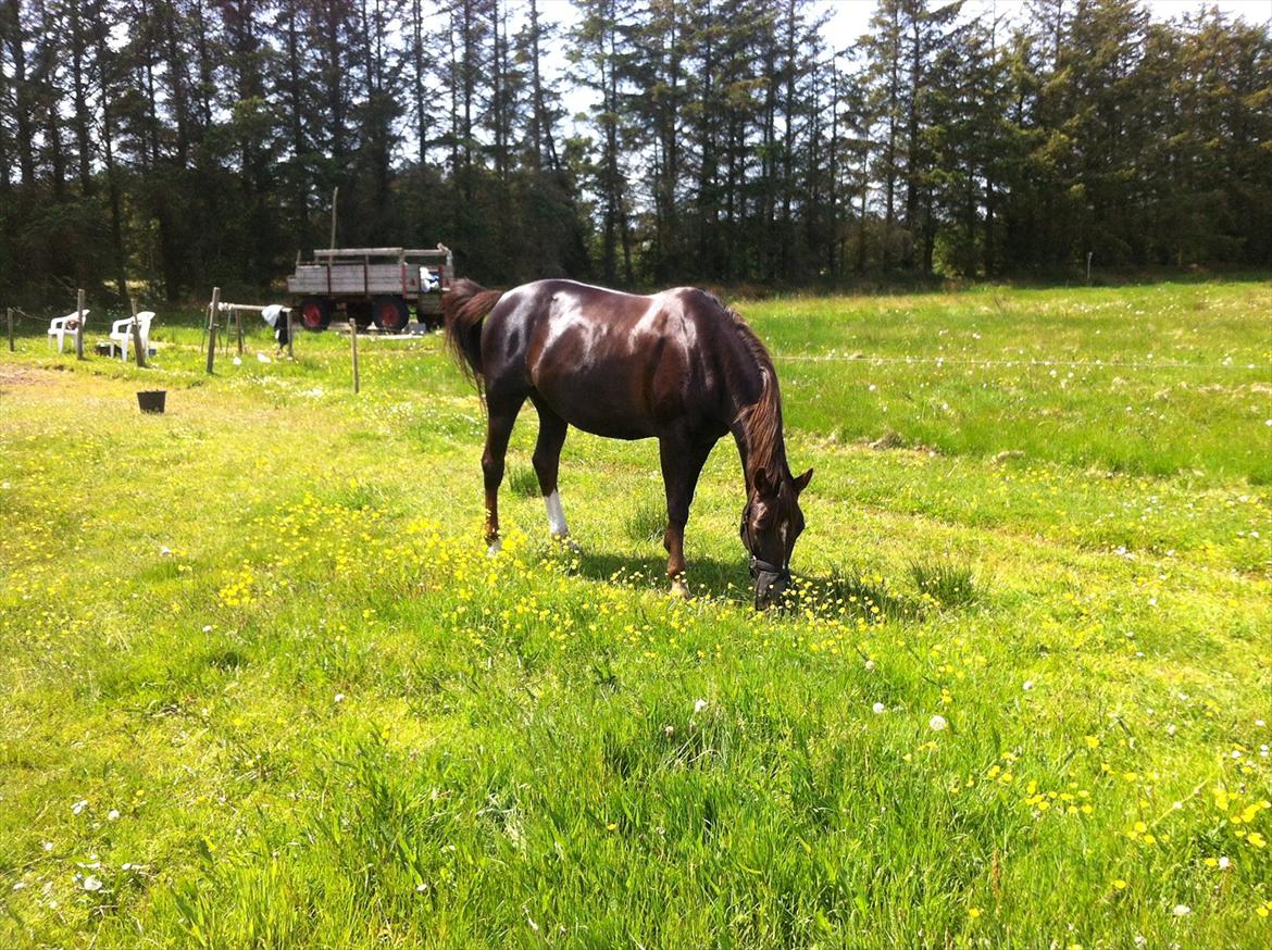 Anden særlig race Miranda (Tidl. hest) - 3) Lille tur i sommerhus :-)

FOTO: Mig selv! billede 3