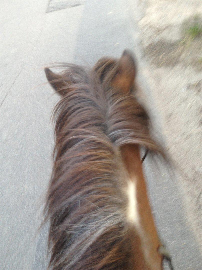 Pinto klaus - da vi var ude at ride tur :D billede 2