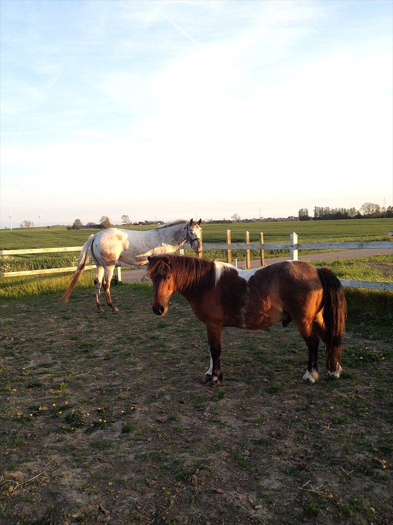 Pinto klaus billede 3