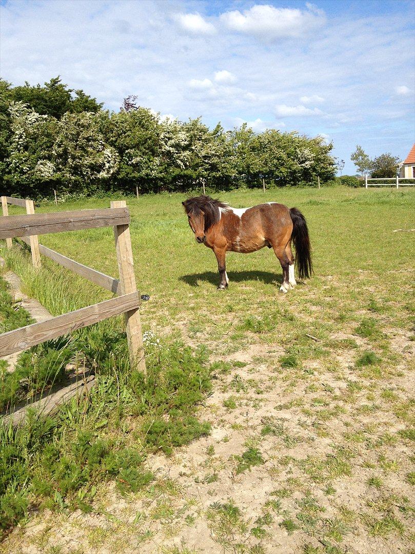 Pinto klaus billede 5