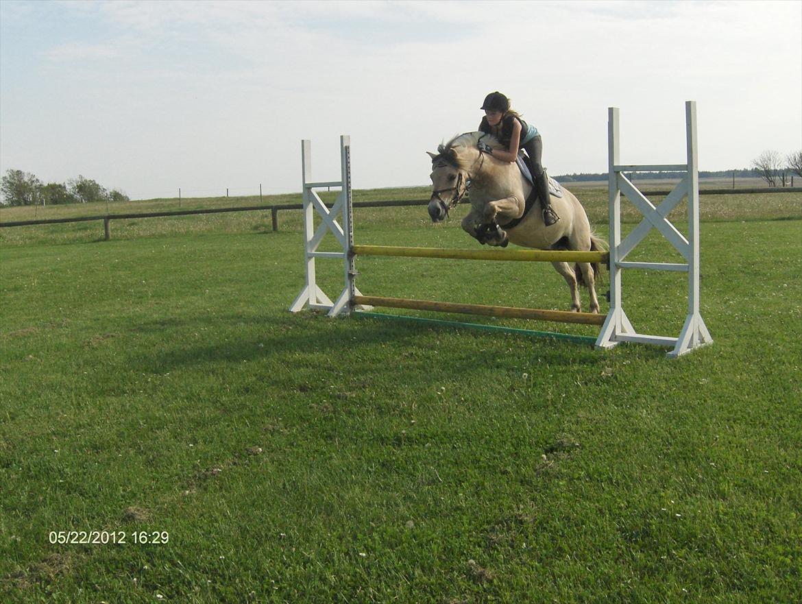 Fjordhest Buster billede 10