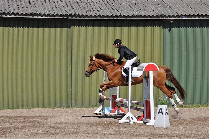 Tysk Oldenburger Lifestyle - Taget af Mathilde Mijakowski billede 1