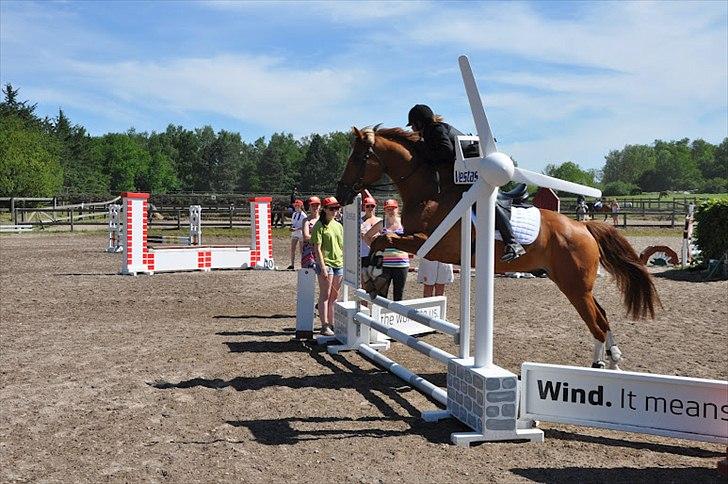 Tysk Oldenburger Lifestyle - Taget af Mathilde Mijakowski billede 2