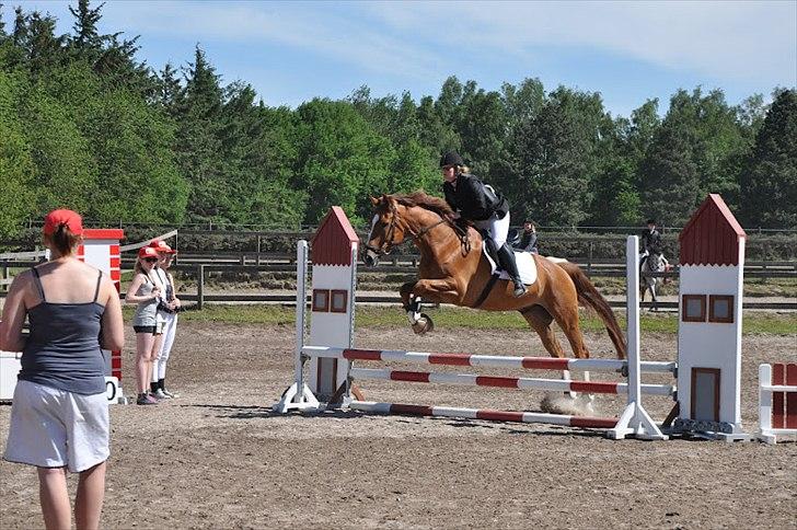 Tysk Oldenburger Lifestyle - Taget af Mathilde Mijakowski billede 3